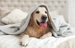 Handy Tips for Transforming Your Home into a Pet-Friendly Residence