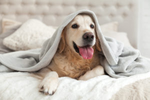 Handy Tips for Transforming Your Home into a Pet-Friendly Residence