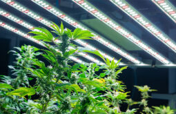 What Types of Cannabis-Related Properties Does Certified Title Support?