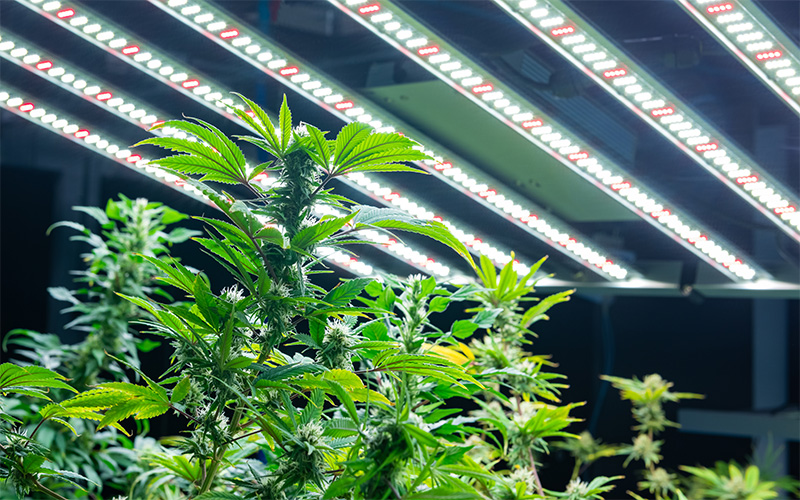 What Types of Cannabis-Related Properties Does Certified Title Support?